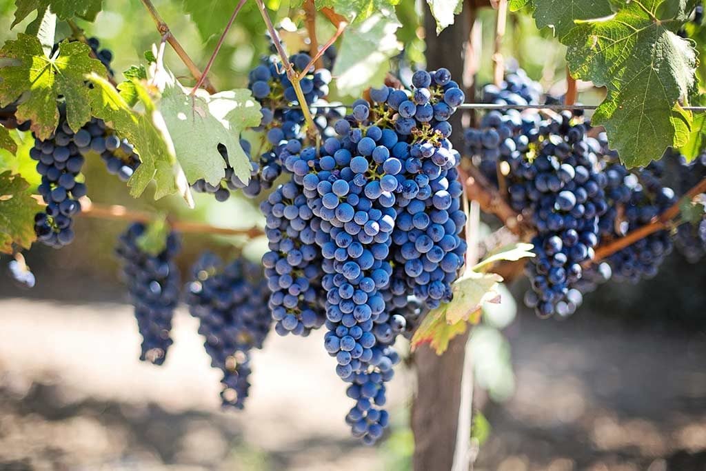 purple-grapes-vineyard